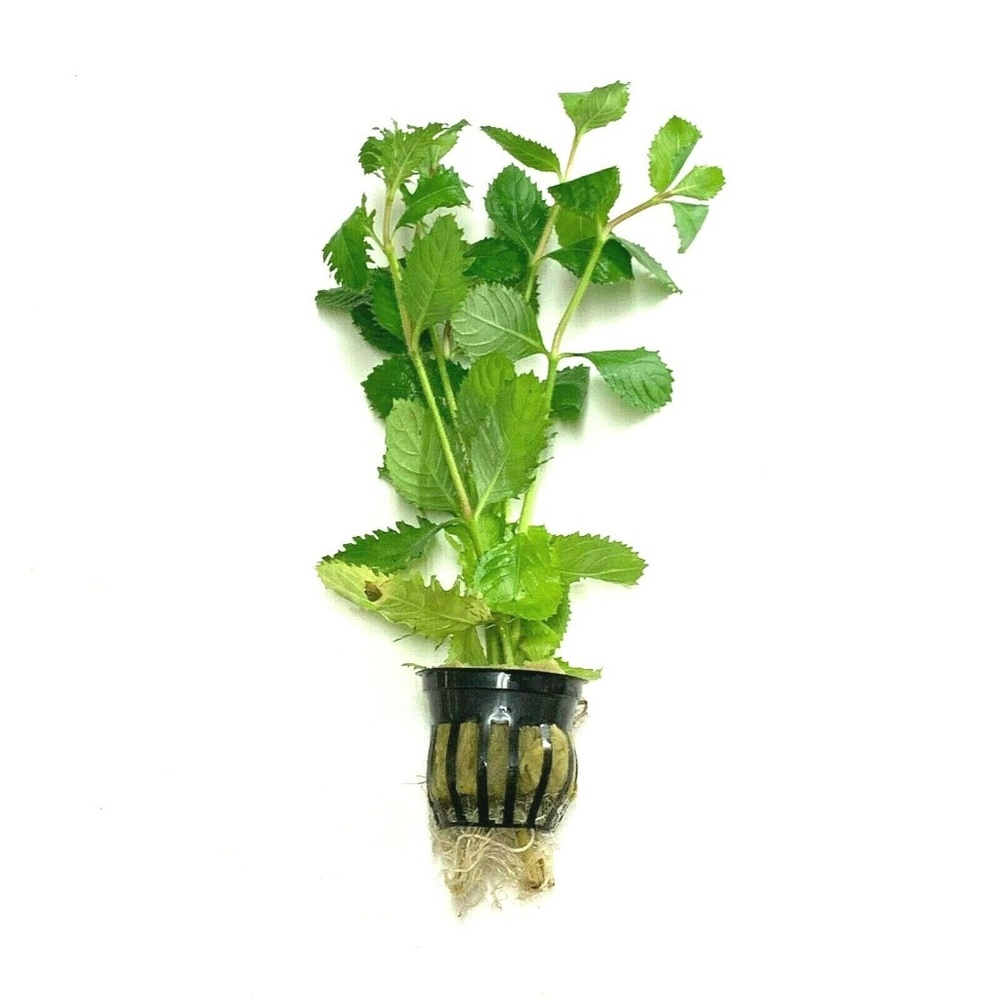 Hygrophila Difformis Water Wisteria Pot Aquarium